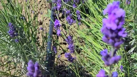 Lavender flower sways in the wind. Horizontal video 4k. Beauti Stock Footage 293758471