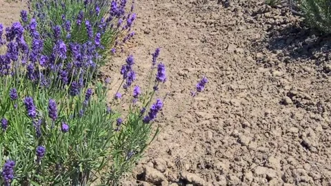 Lavender flower sways in the wind. Horizontal video 4k. Beautiful purple flowers Stock Footage 293951247