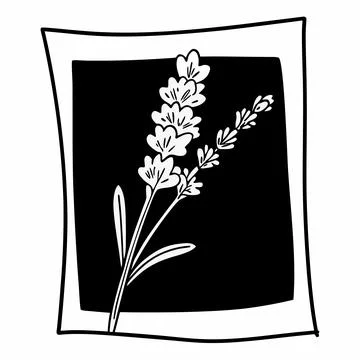 Lavender Flower Vector Illustration Simple Flat F (1) vector illustration d.. Stock Illustration