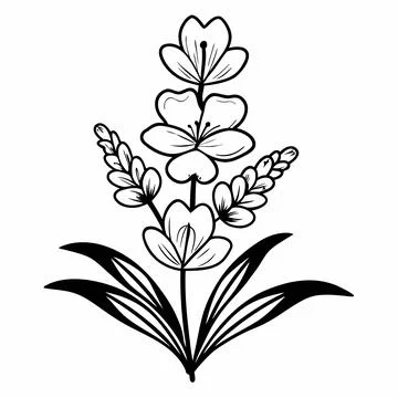 Lavender Flower Vector Illustration Simple Flat F vector illustration design  Stock Illustration