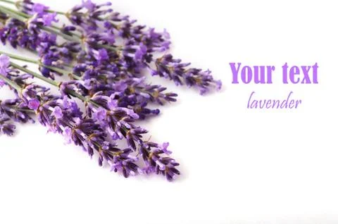 Lavender flower on white background Foto stock