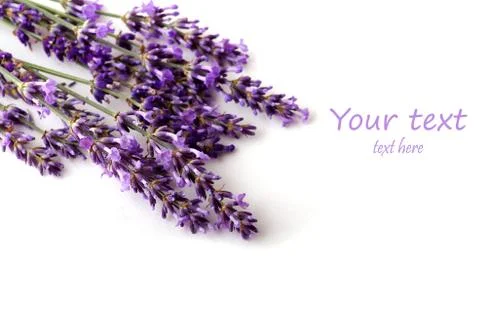 Lavender flower on white background Stock Photos