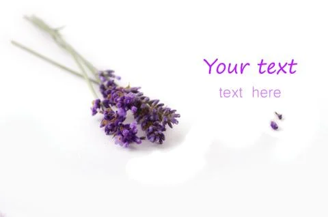 Lavender flower on white background Foto stock