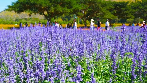 Lavender flower with wind blow Stock Footage 101605027