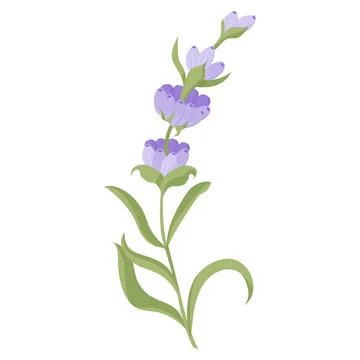 Lavender flower for your design. Vector illustration isolated on white back.. Stock Illustration