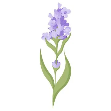 Lavender flower for your design. Vector illustration isolated on white back.. Stock Illustration