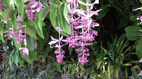 Lavender flowering tree Stock Footage 937427
