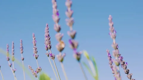 Lavender flowers and bee close-up Video stock 231086253