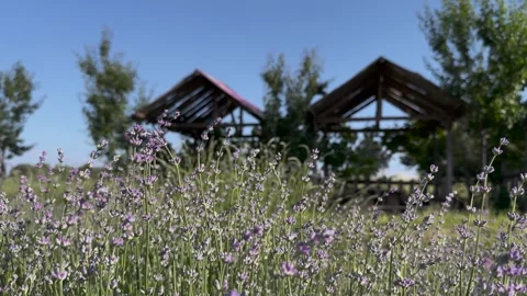 Lavender flowers and empty cottages Stock Footage 249766385