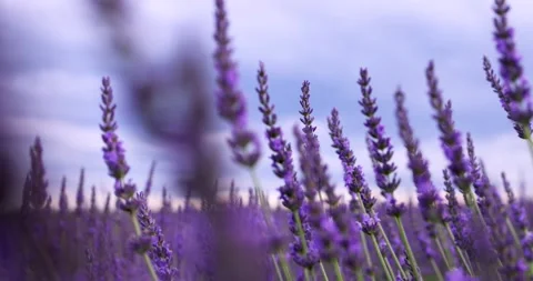 Lavender flowers and sky Stock Footage 245455637