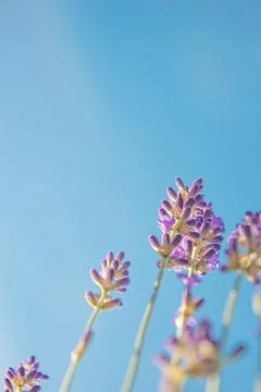 Lavender flowers on the background of a blue cloudless sky. Place for text. Stock Photos