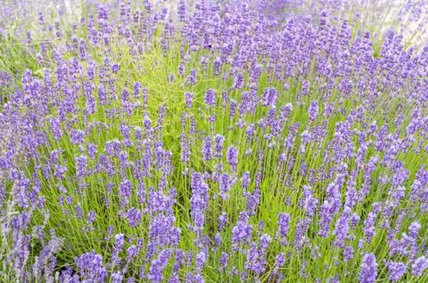 Lavender flowers background Stock Photos