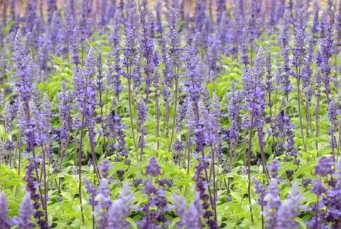 Lavender flowers background Stock Photos