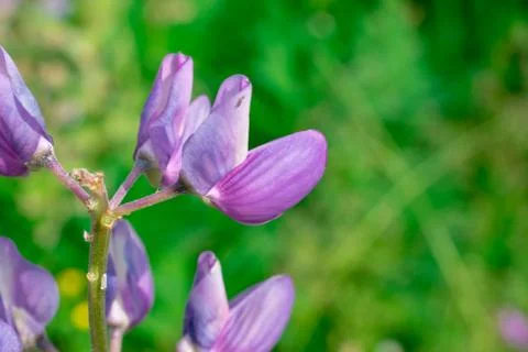 Lavender flowers on a background Stock Photos