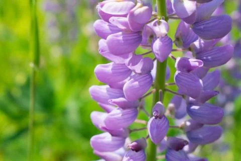 Lavender flowers on a background Stock Photos