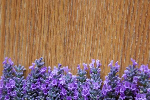 Lavender flowers on a background texture of a tree Stock Photos