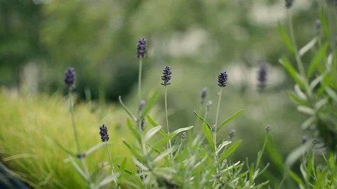 Lavender flowers on the balcony, close up Stock Footage 110802803