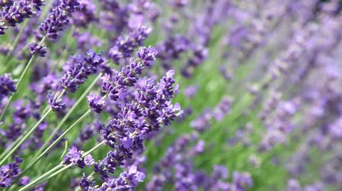 Lavender flowers with bee Stock Footage 25437331