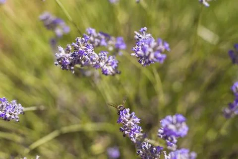 Lavender flowers with bee pollinating Stock Photos