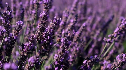 Lavender flowers with bees close up Video stock 223924579