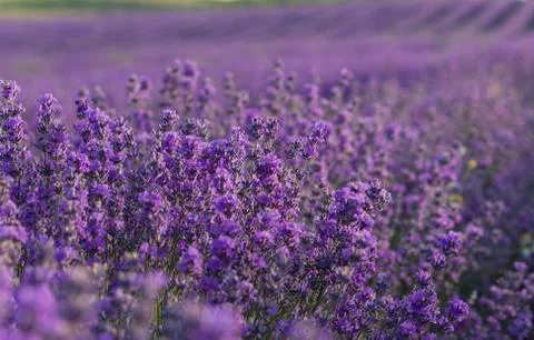 Lavender flowers blooming on field in the summer Stock Photos