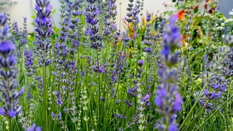 Lavender Flowers Blooming in Spring Stock Footage 315670484