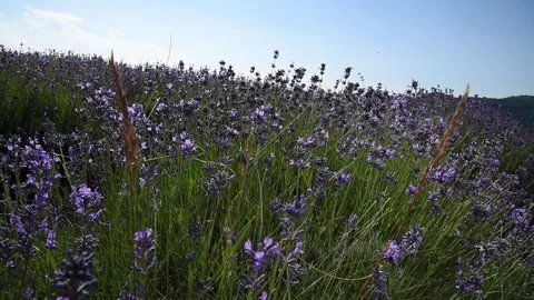 Lavender flowers blowing in the wind on blurred background, selective focus Stock Footage 155020752
