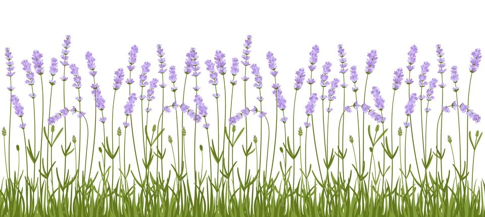 Lavender flowers border vector pattern herbal flower design frame panorama Illustrazione stock