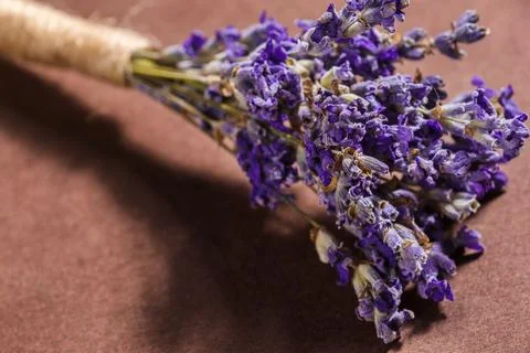 Lavender flowers bunch Stock Photos