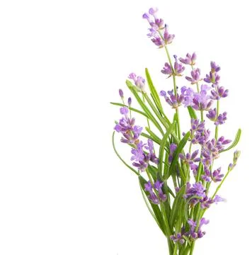 Lavender flowers bundle on a white background Stock Photos
