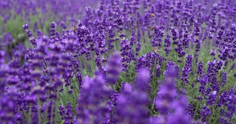 Lavender flowers close-up and bees Stock Footage 245455583