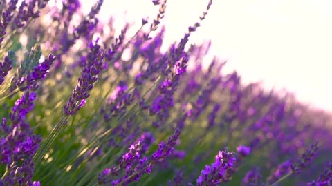 Lavender Flowers Close Up Blowing in the Wind. Rack Focus. Purple Fields Stock Footage 280221130