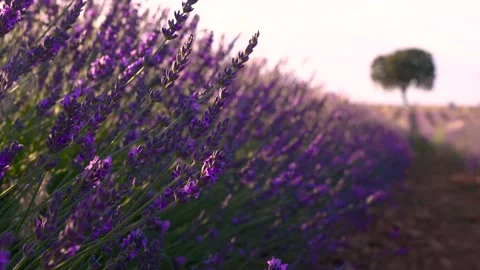 Lavender Flowers Close Up Blowing in the Wind. Rack Focus. Purple Fields of Stock Footage 280221211