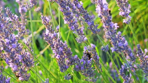 Lavender flowers close up in a field with bumblebees collecting nectar.  Stockbeeldmateriaal 340517677