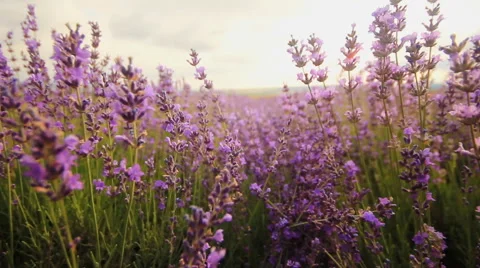 Lavender flowers close-up Stock Footage 44129732