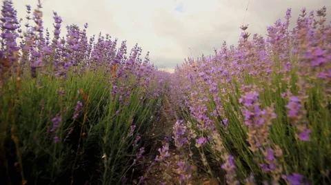 Lavender flowers close-up Stock Footage 44130039