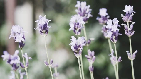 Lavender flowers, close-up. Video stock 111564611