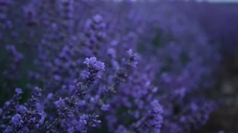 Lavender flowers close-up Vídeos de archivo 240870522