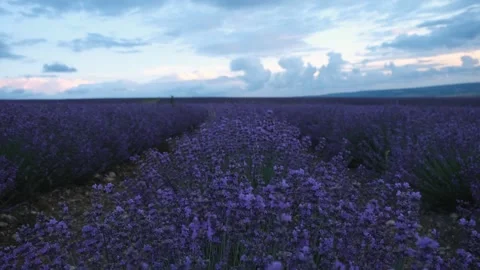 Lavender flowers close-up Stock Footage 240870552
