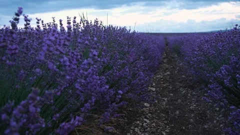 Lavender flowers close-up Stock Footage 240870553