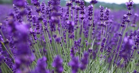 Lavender flowers close-up. Stock Footage 245454828