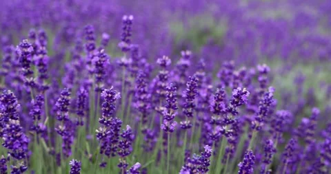 Lavender flowers close-up. Stock Footage 245454889