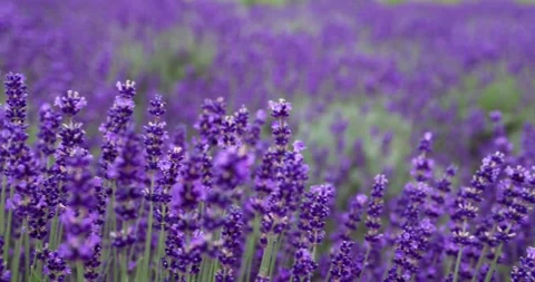 Lavender flowers close-up. Stock Footage 245455668