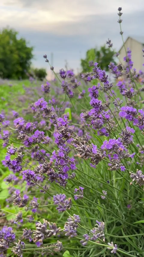 Lavender flowers close up Stock Footage 263022639