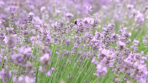 Lavender, flowers close-up Stock Footage 278726603