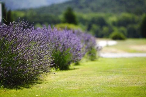 Lavender flowers close up Stock Photos