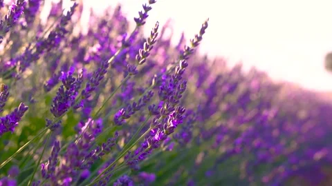 Lavender Flowers Close Up Rack Focus Blowing in the Wind. Purple Fields Stock Footage 280221080