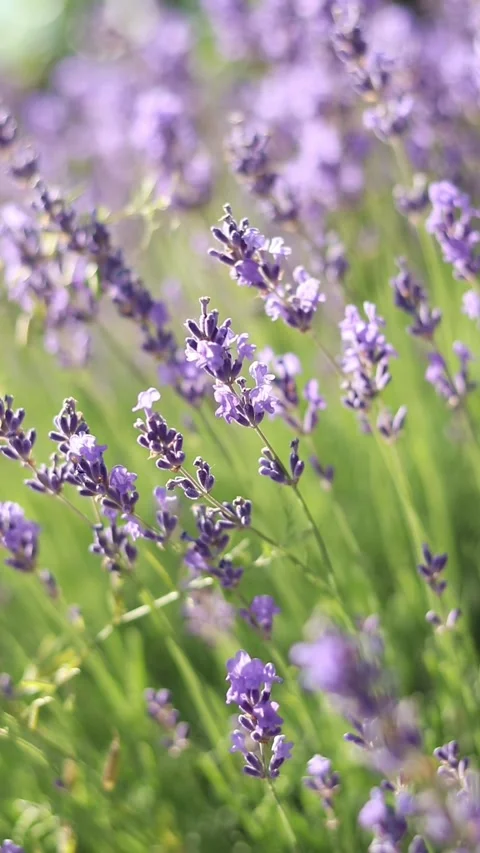 Lavender flowers close-up with selective focus Stock Footage 311890323