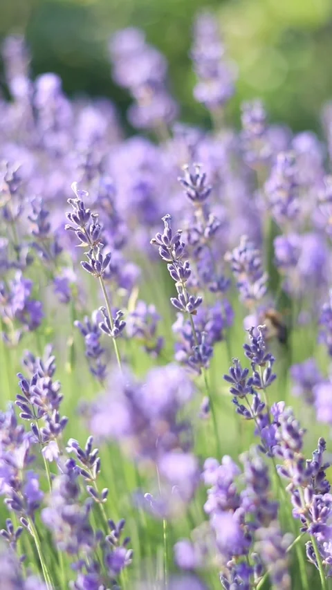 Lavender flowers close-up with selective focus Stock Footage 311890334