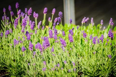 Lavender flowers, close-up, selective focus Stock Photos